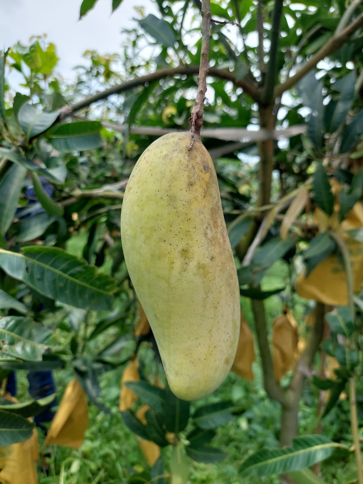 ব্যানানা ম্যাংগো